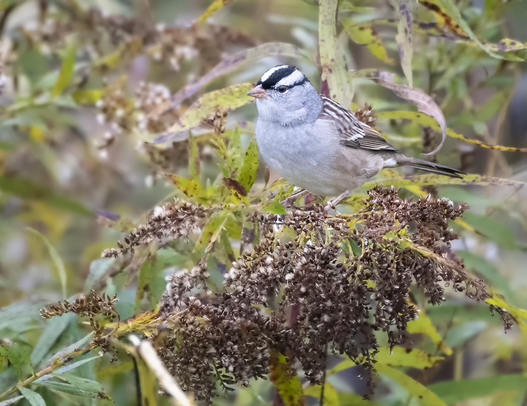White-crowned Sparrow - ML183695191