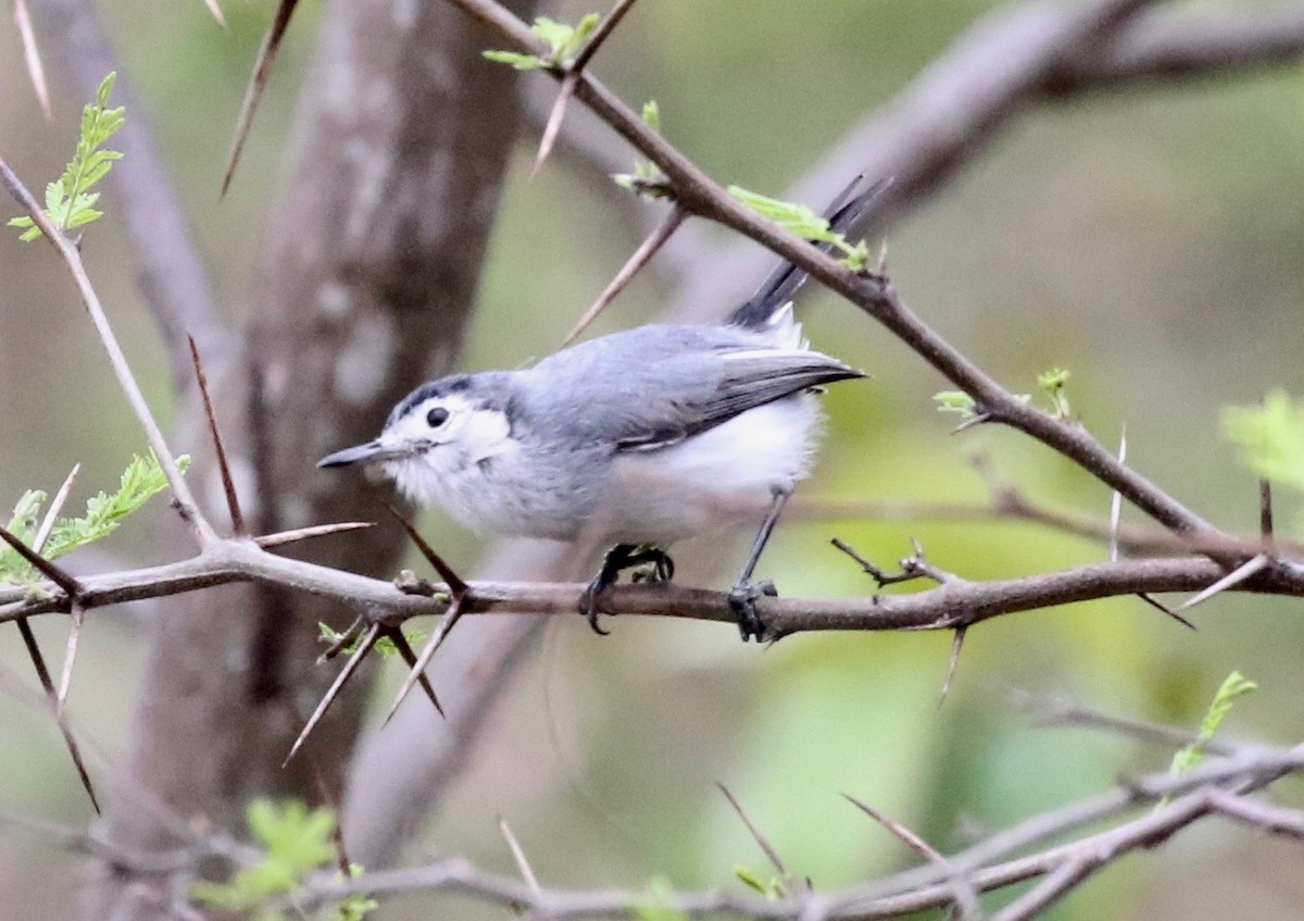 White-browed Gnatcatcher - ML183695991