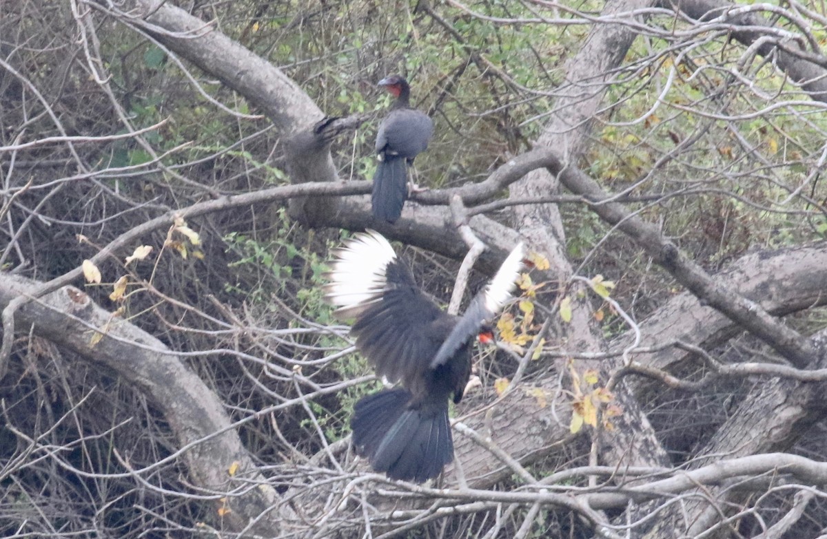 White-winged Guan - ML183696171