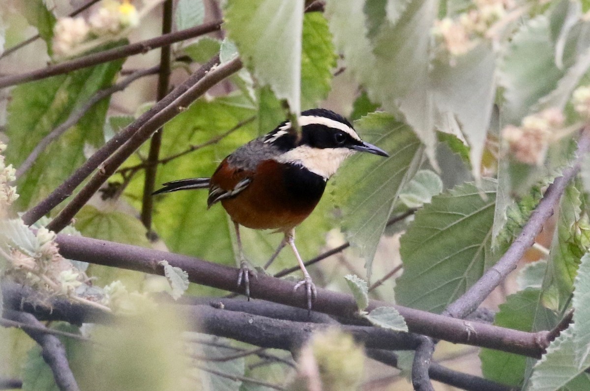 Elegant Crescentchest - John Bruin