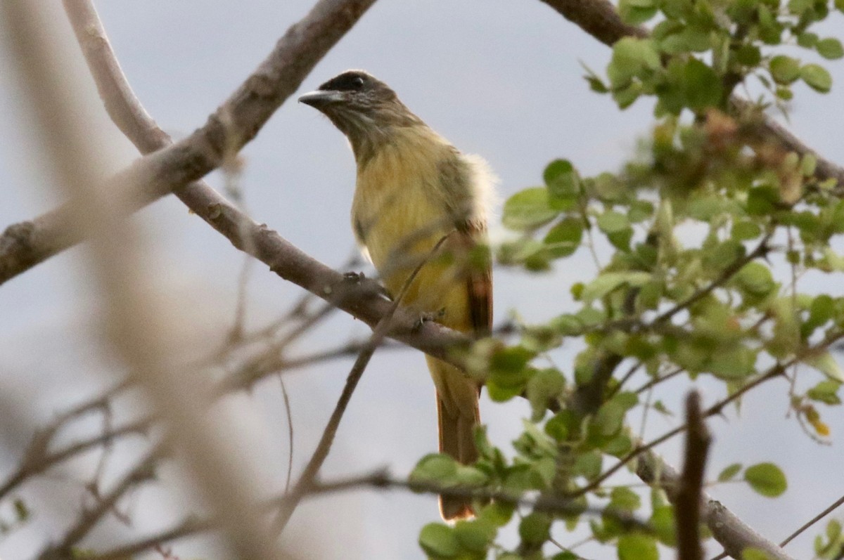 Baird's Flycatcher - ML183696311