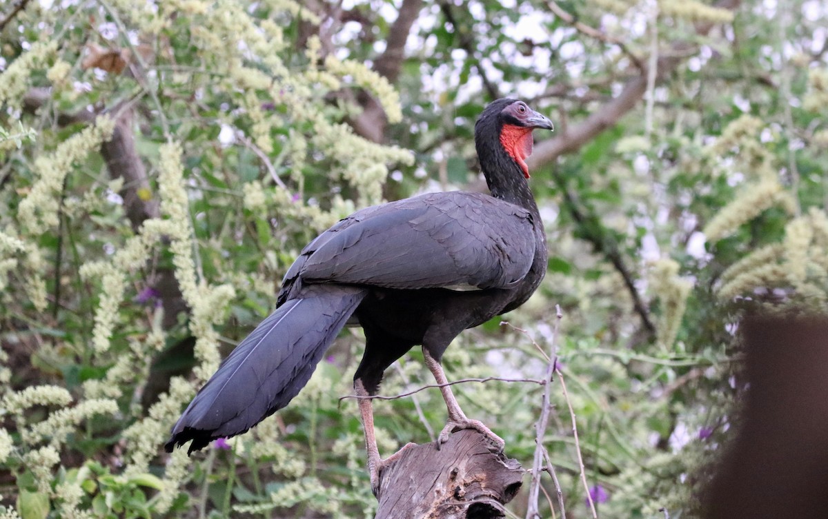 White-winged Guan - John Bruin