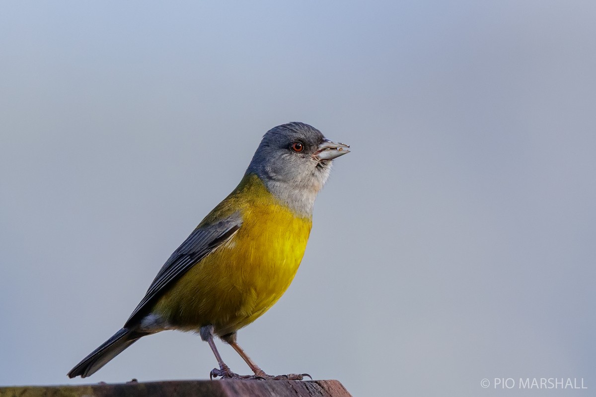 Patagonian Sierra Finch - ML183696431