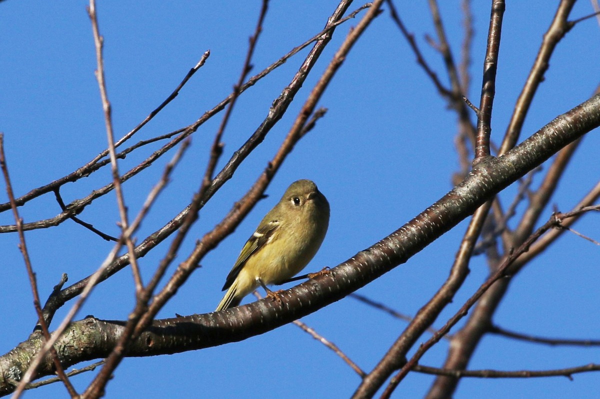 Ruby-crowned Kinglet - ML183697751