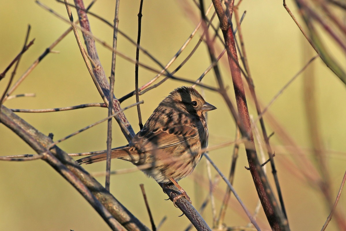 Song Sparrow - ML183698021