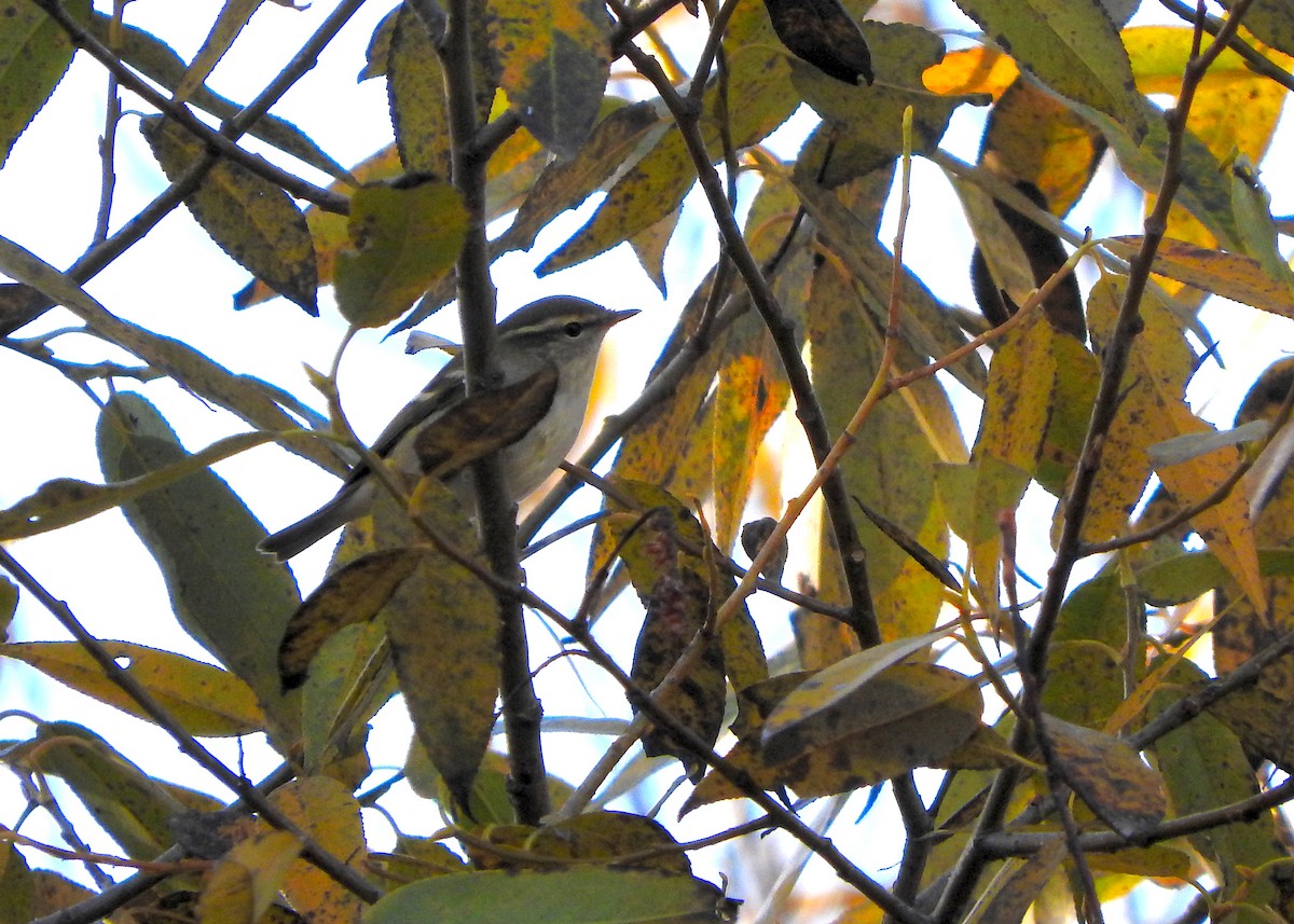 Yellow-browed Warbler - John F. Peetsma
