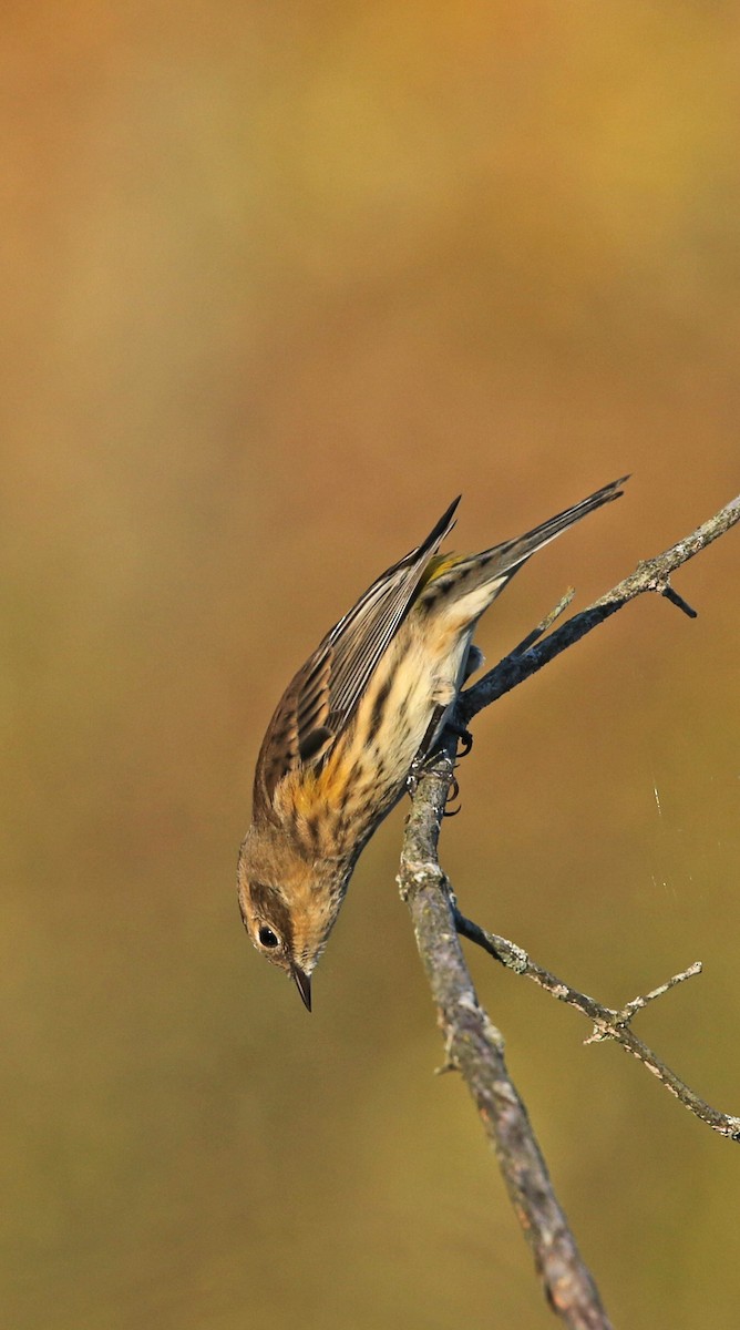 Yellow-rumped Warbler - ML183698191