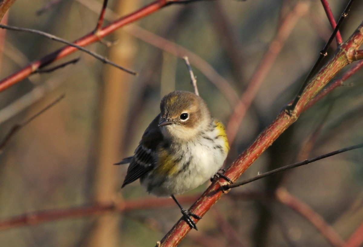 Yellow-rumped Warbler - ML183698201