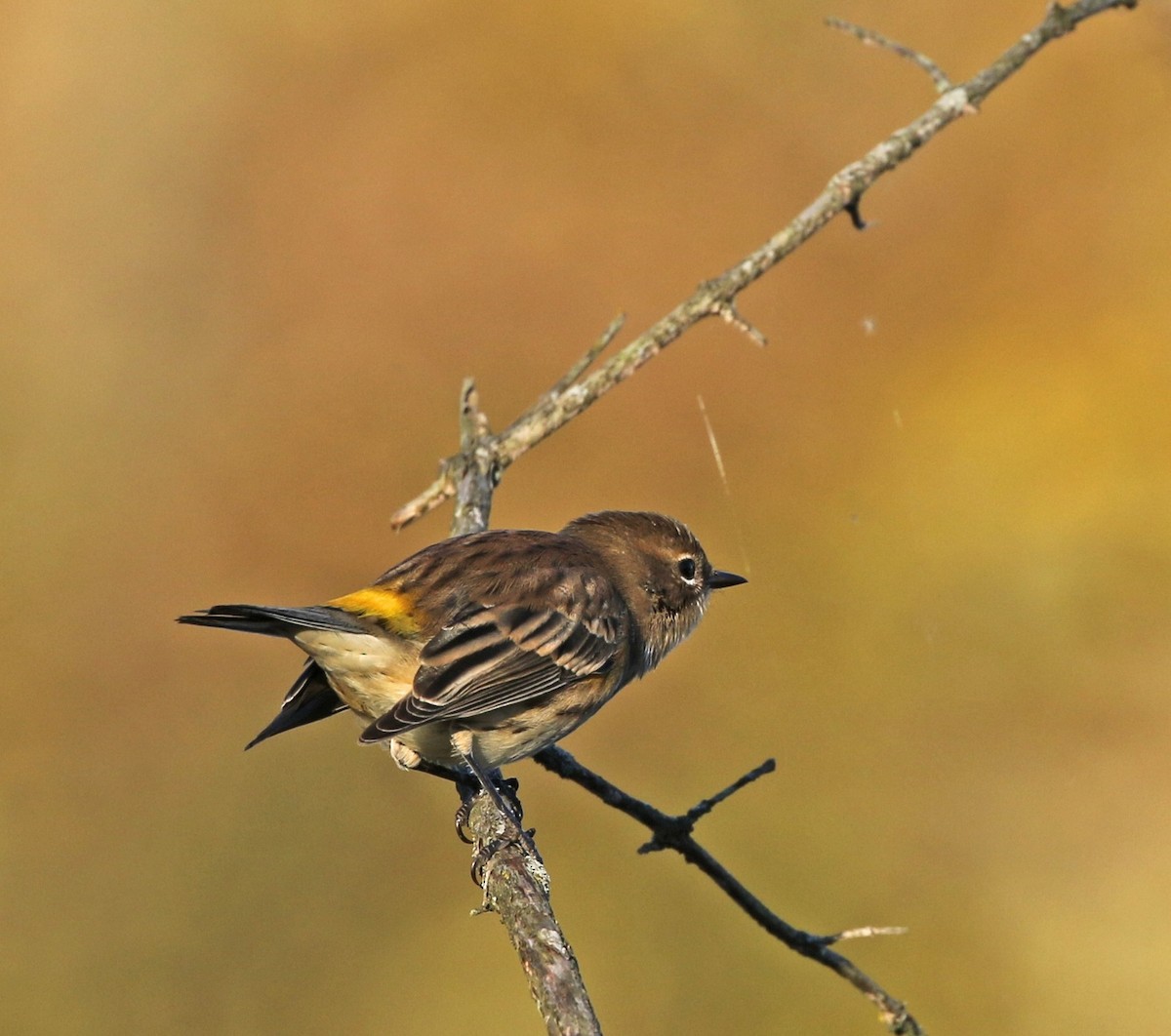 Yellow-rumped Warbler - ML183698211