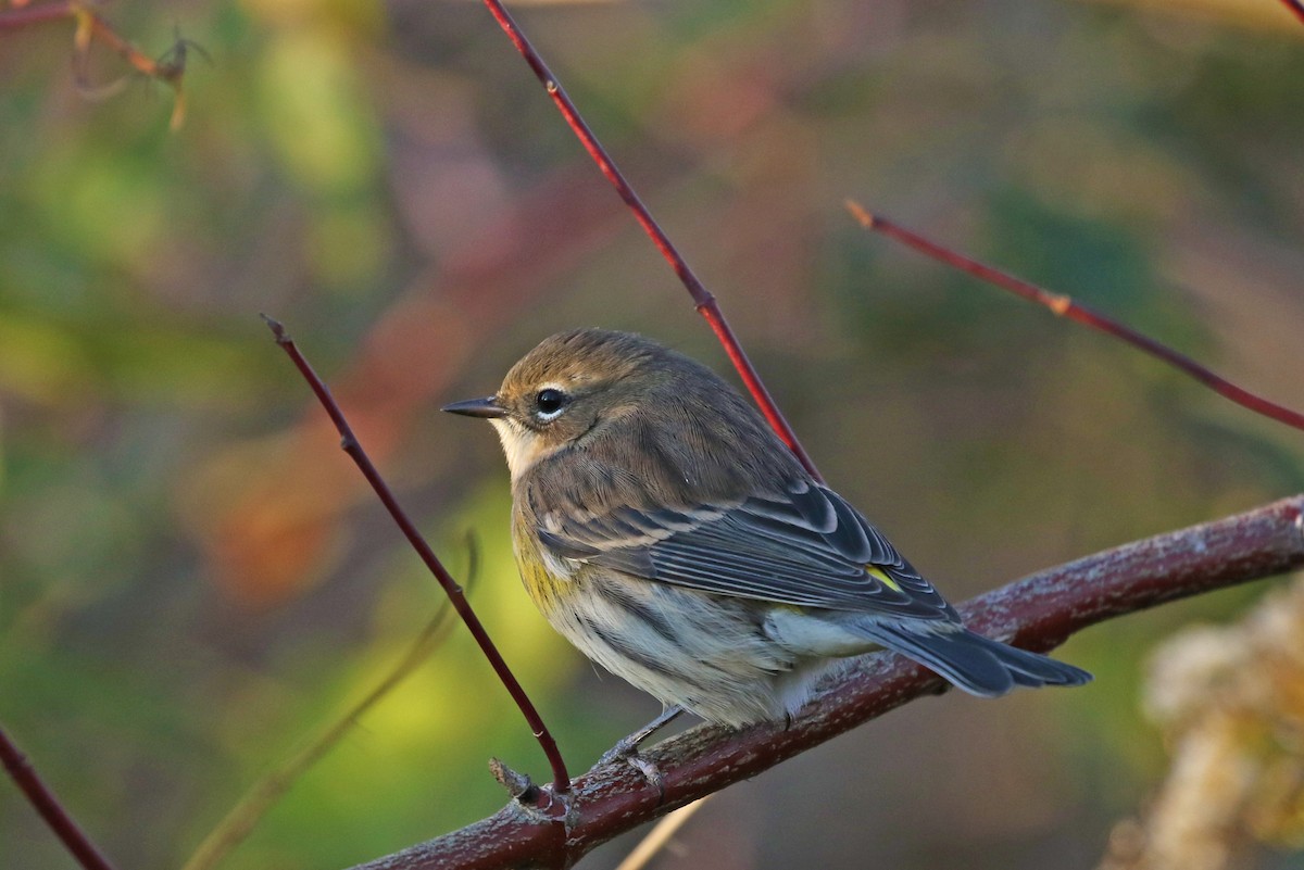 Yellow-rumped Warbler - ML183698231