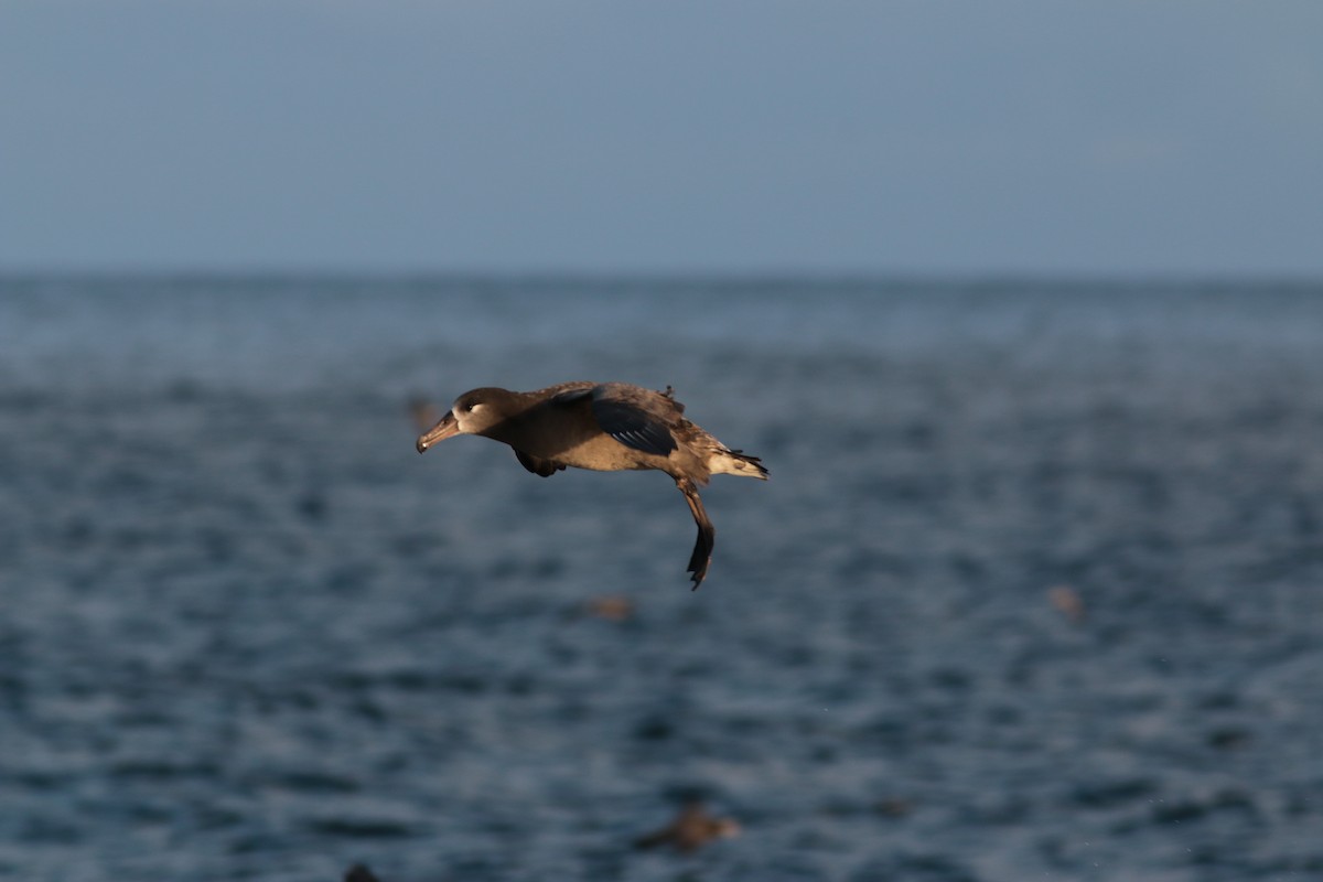 Albatros à pieds noirs - ML183698911