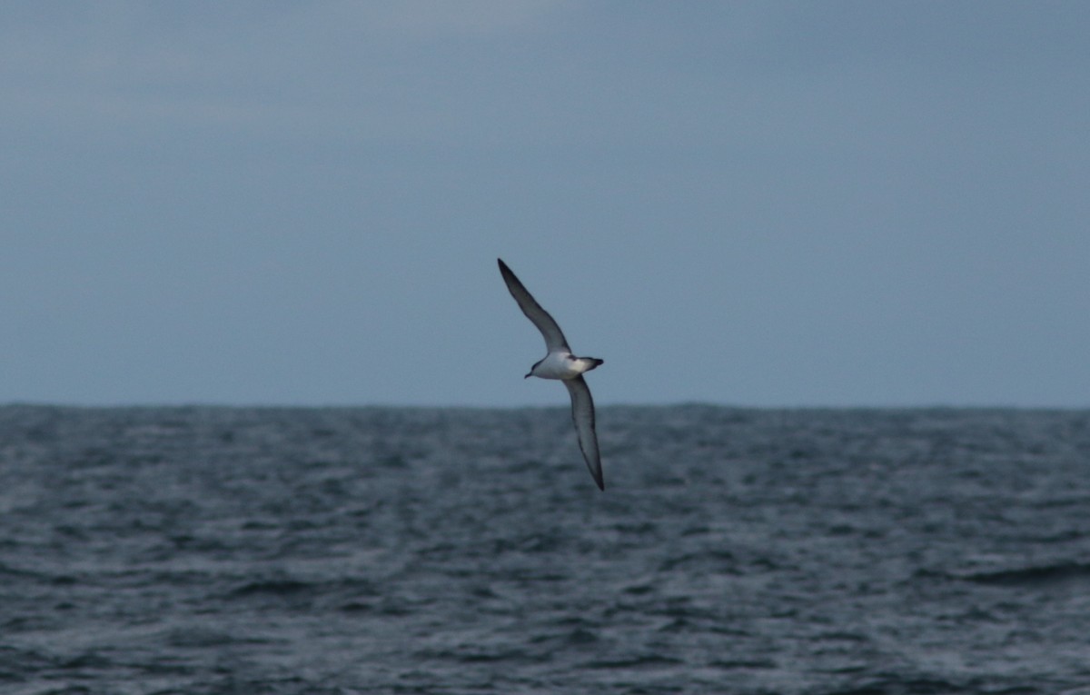 Buller's Shearwater - ML183698931