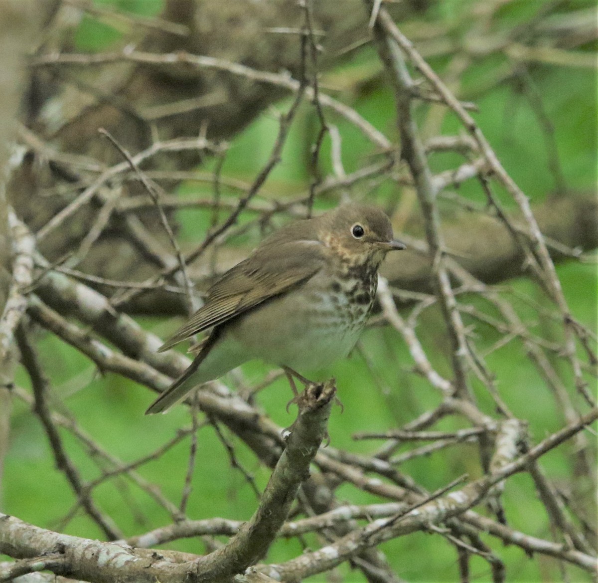 Swainson's Thrush - ML183699841