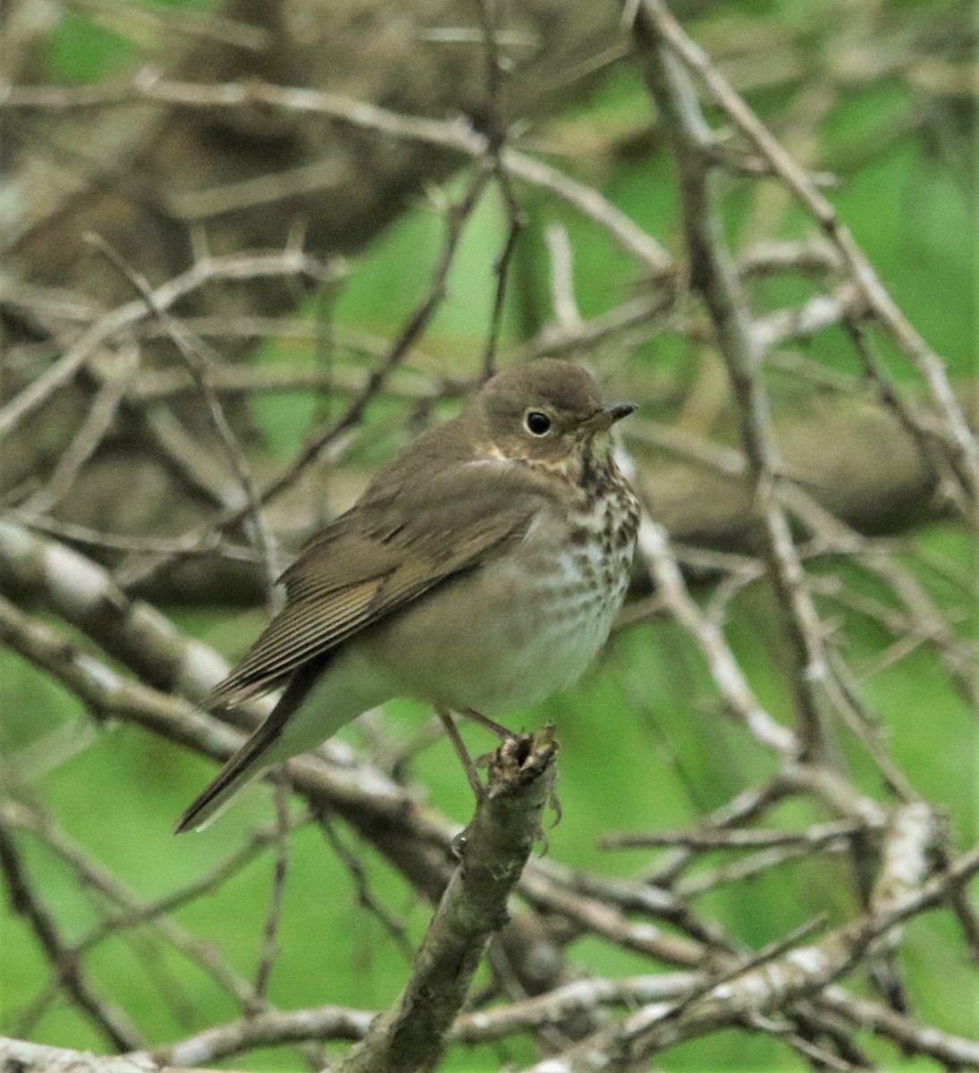 Swainson's Thrush - ML183699871