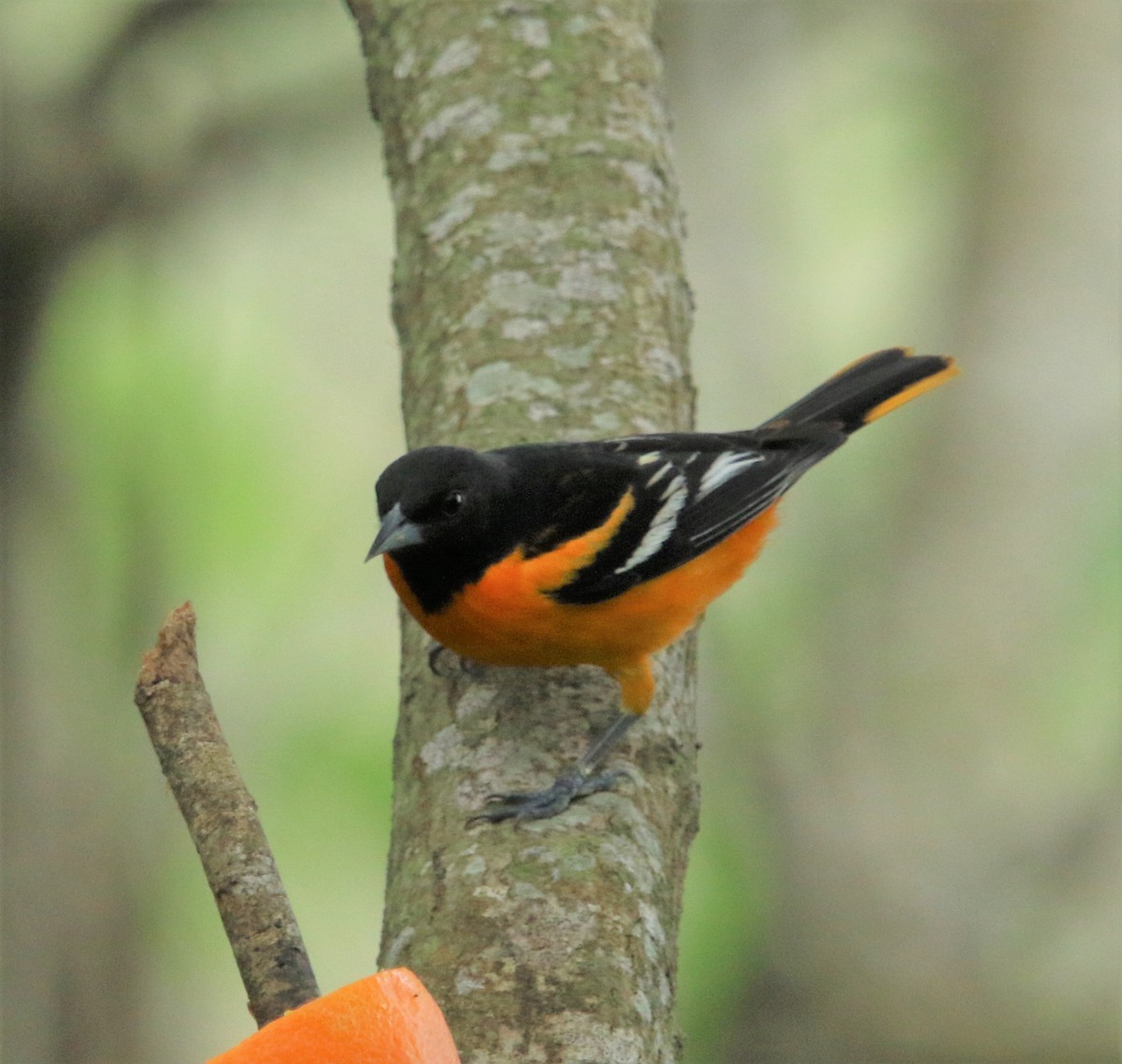 Baltimore Oriole - ML183700121