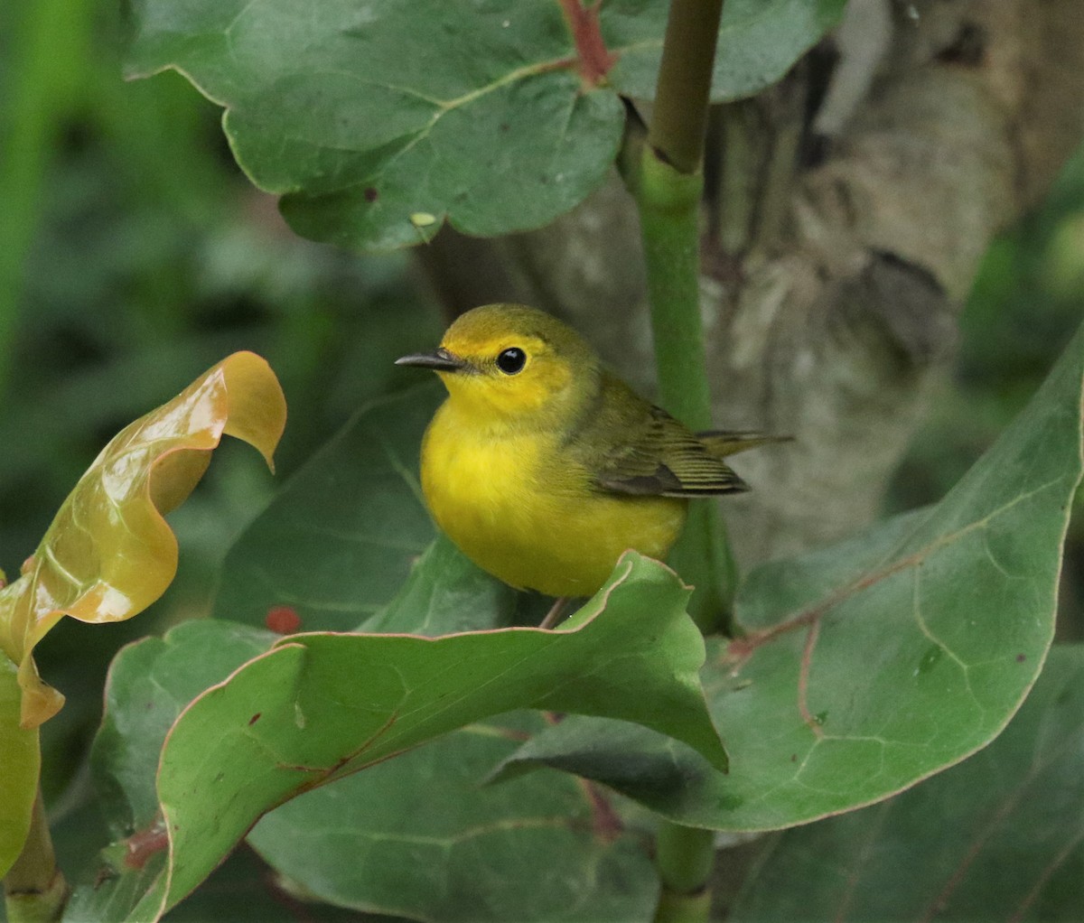 Hooded Warbler - ML183700411