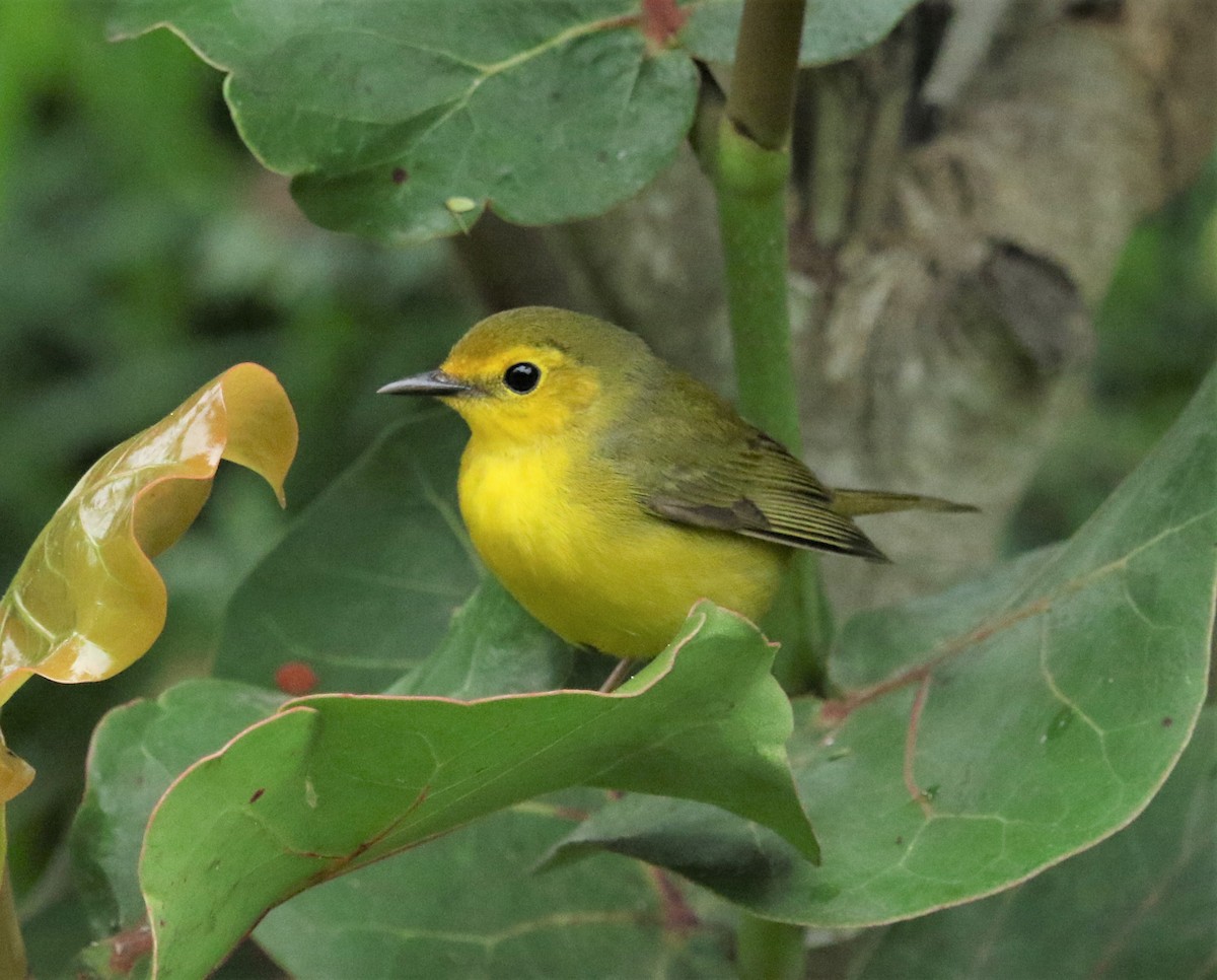 Hooded Warbler - ML183700421