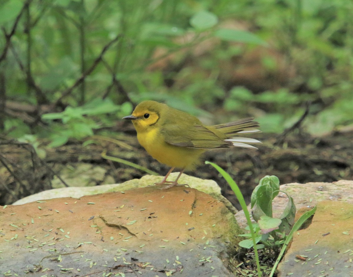 Hooded Warbler - ML183700471