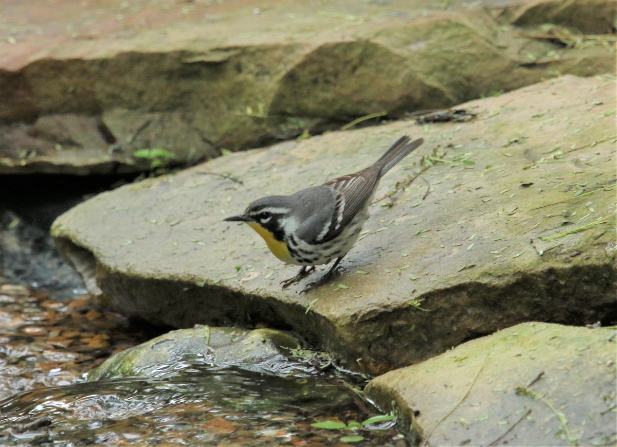 Yellow-throated Warbler - ML183700681