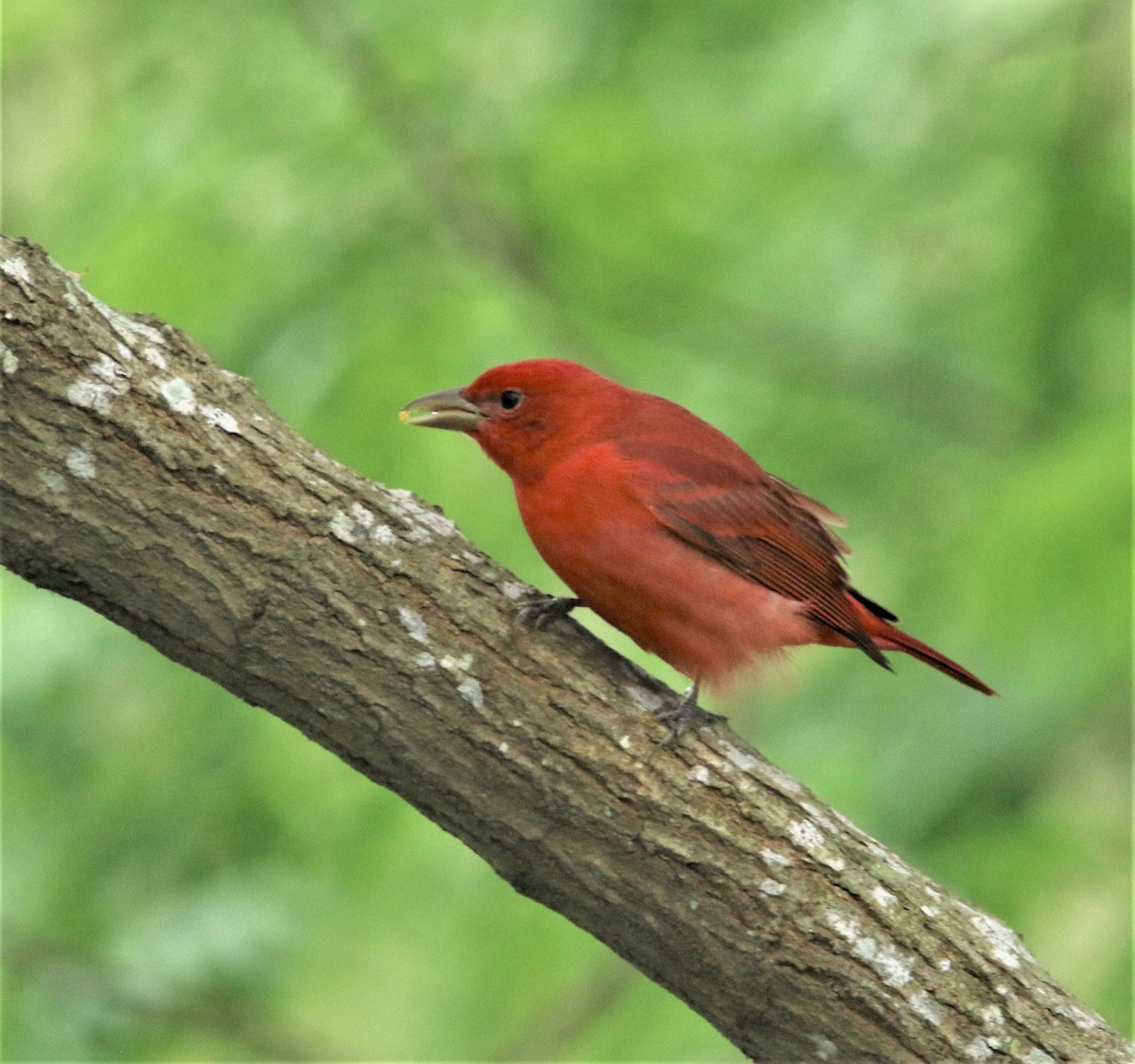 Summer Tanager - ML183700691