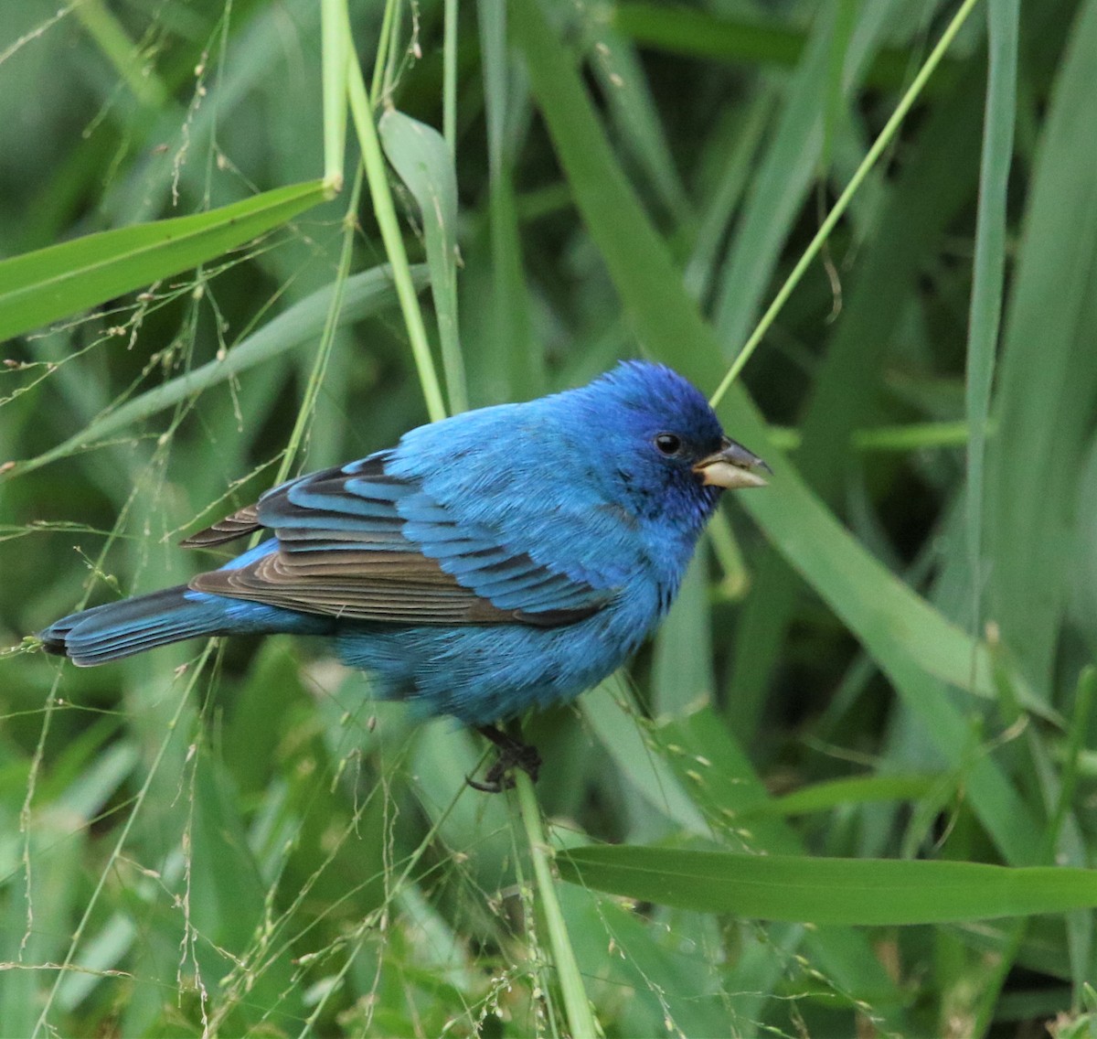 Indigo Bunting - ML183700741