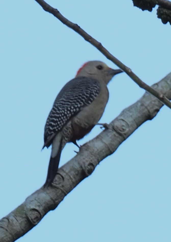 Golden-fronted Woodpecker - Mary Goodart