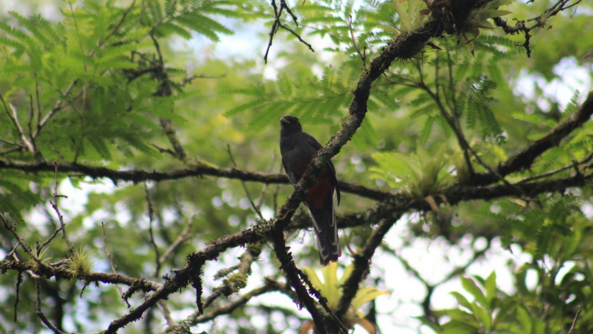 Trogon surucua - ML183701551