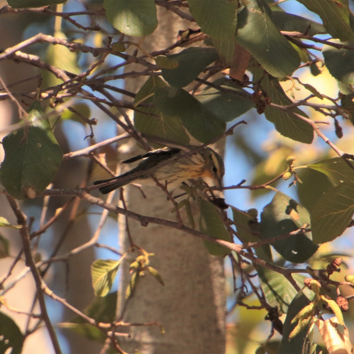 Blackburnian Warbler - ML183703301