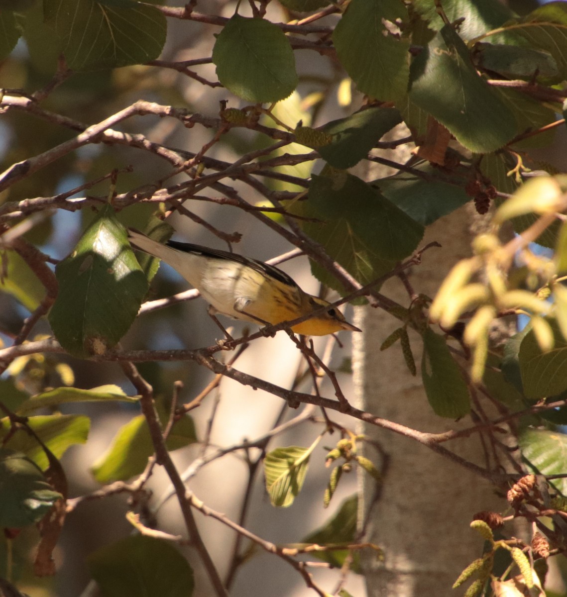 Blackburnian Warbler - ML183703321