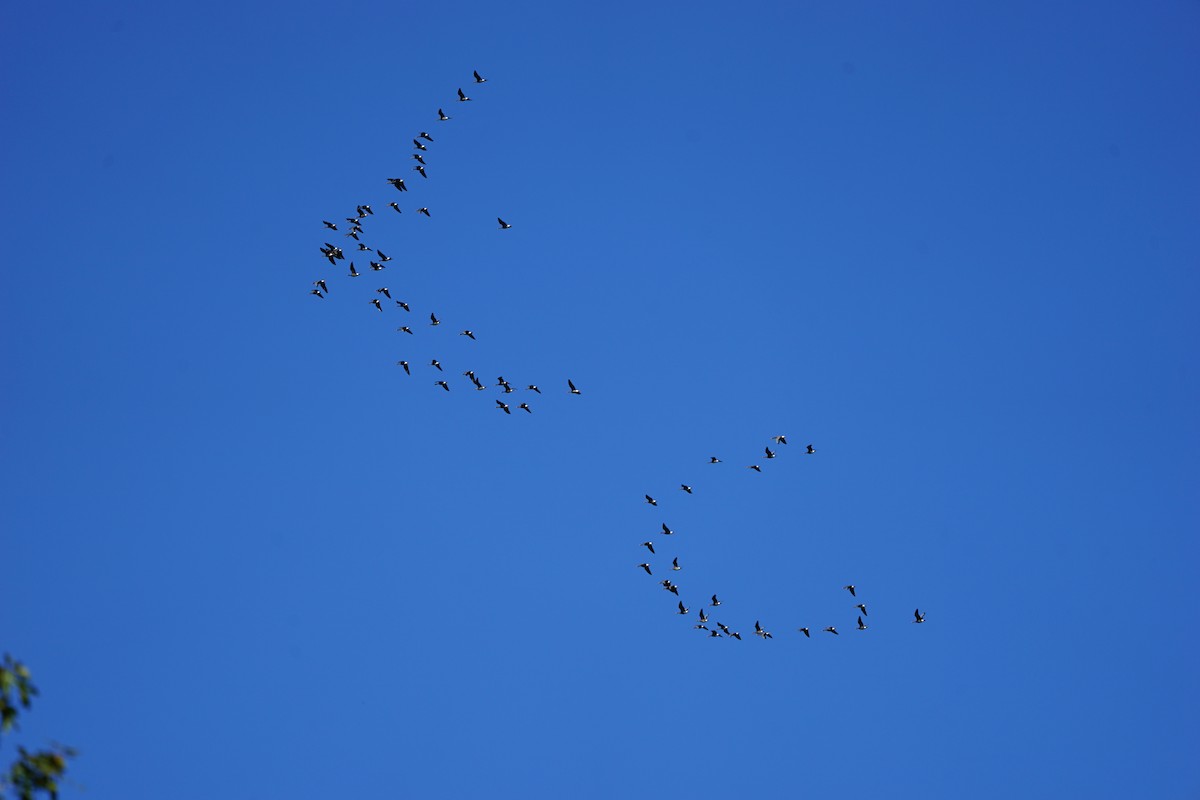 Greater White-fronted Goose - ML183704051