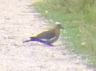 White-winged Dove - ML183708511