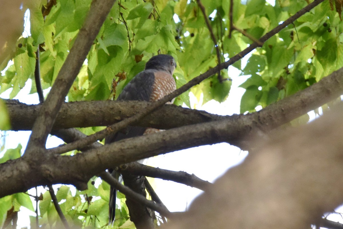 Cooper's Hawk - irina shulgina