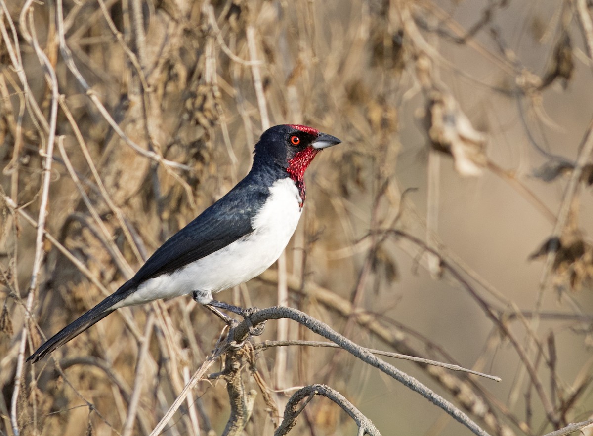Crimson-fronted Cardinal - Ciro Albano / Brazil Birding Experts