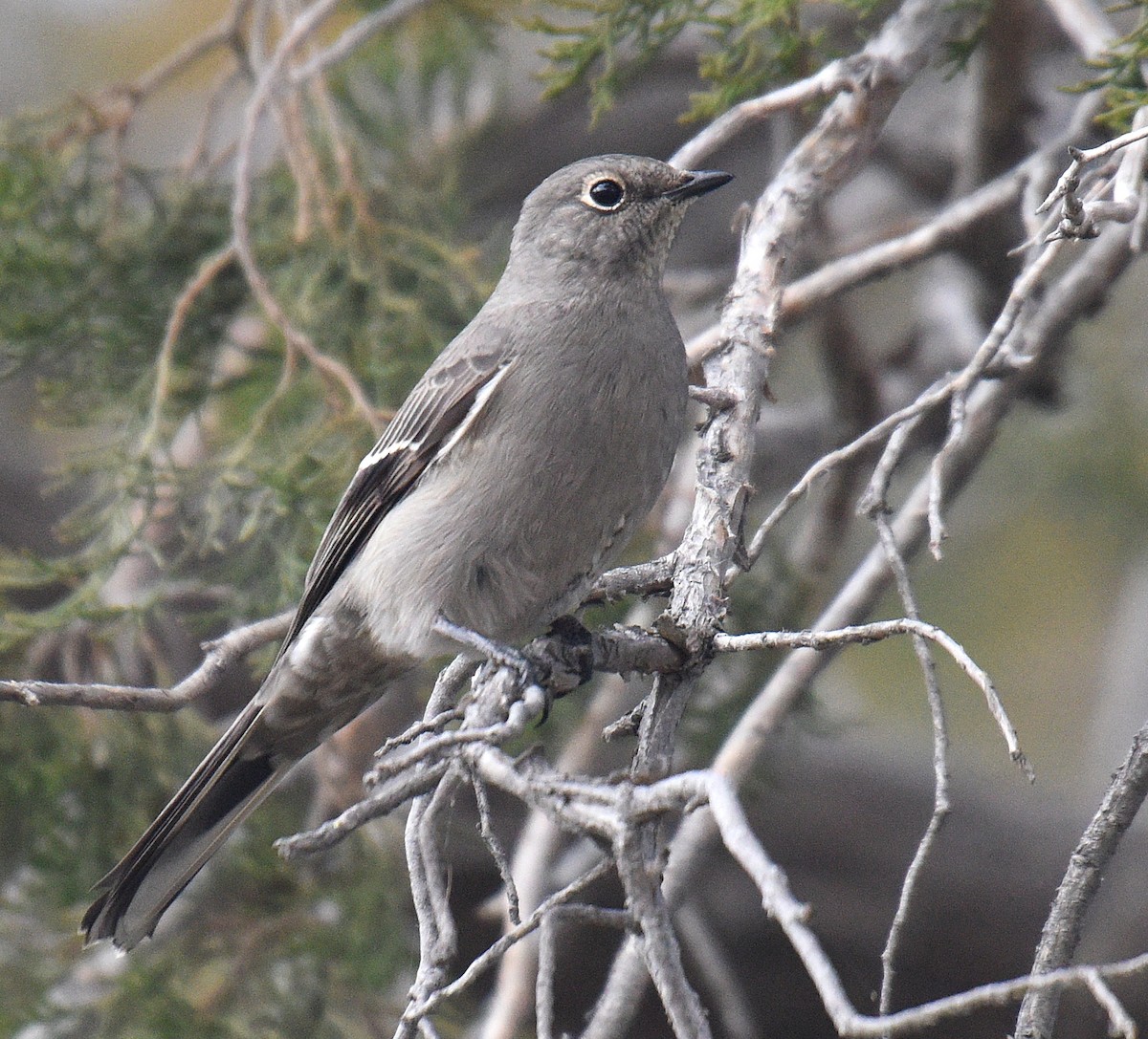 Townsend's Solitaire - Steven Mlodinow