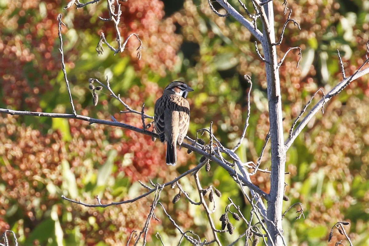 Lark Sparrow - ML183713101