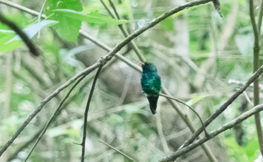 Glittering-bellied Emerald - ML183714591