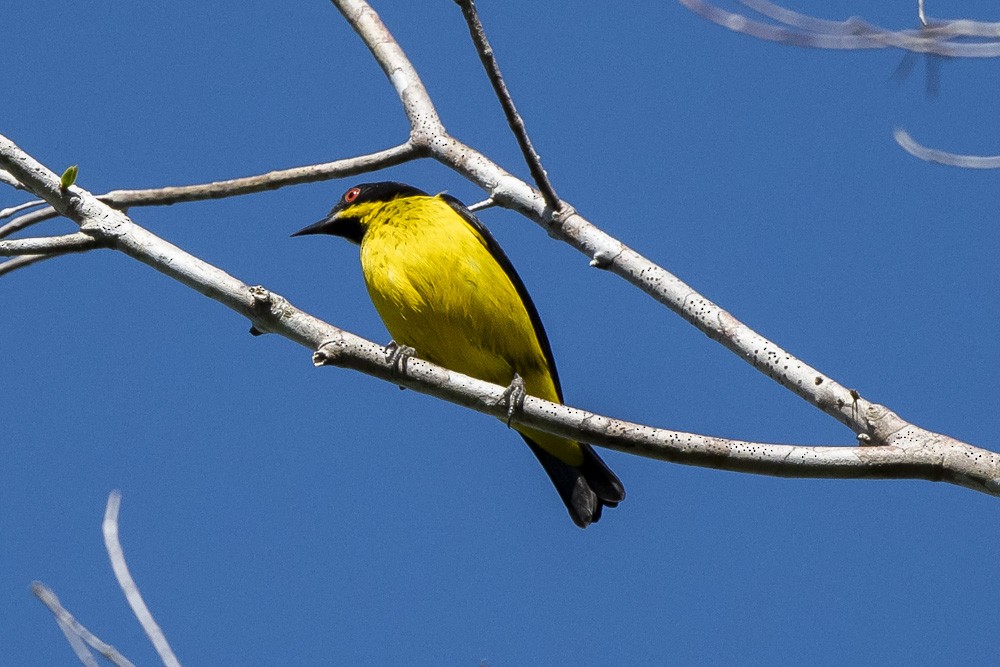 Yellow-bellied Dacnis - ML183714791