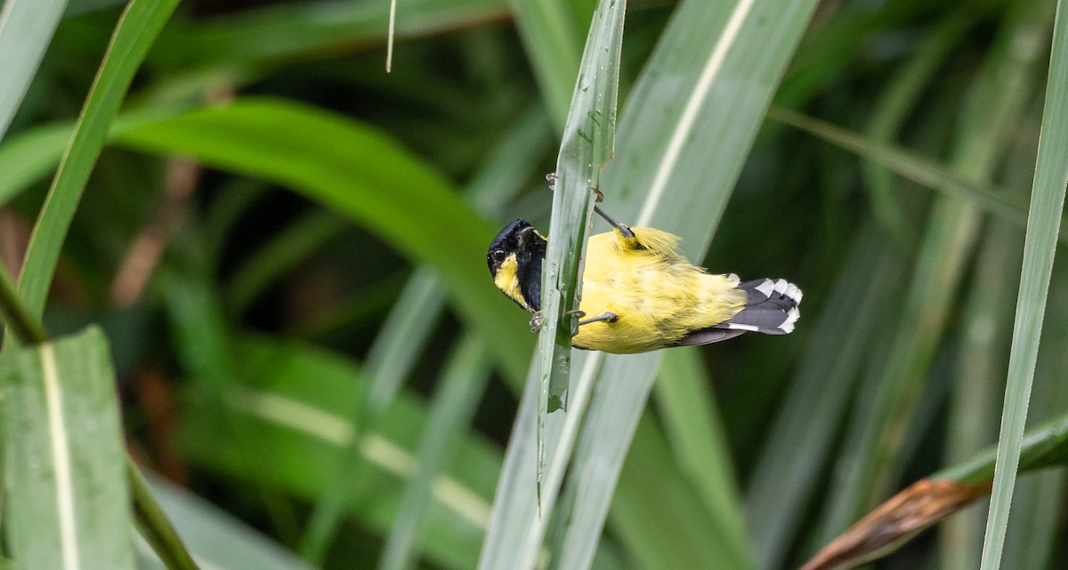 Elegant Tit - Forest Botial-Jarvis