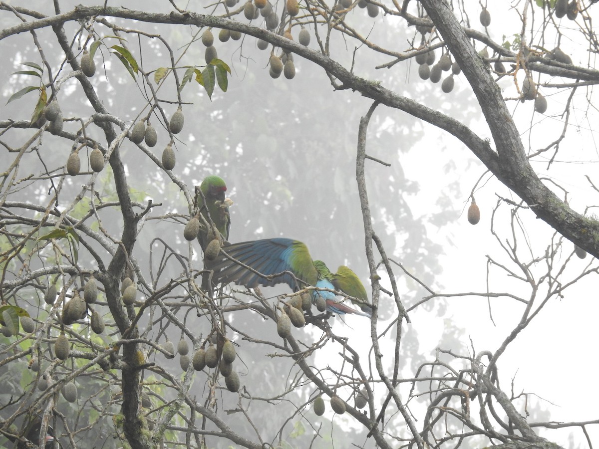 Military Macaw - ML183716681