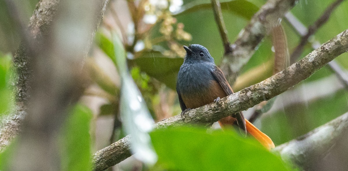 Blue-headed Fantail - Forest Botial-Jarvis