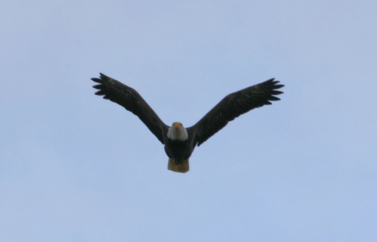 Bald Eagle - ML183716741