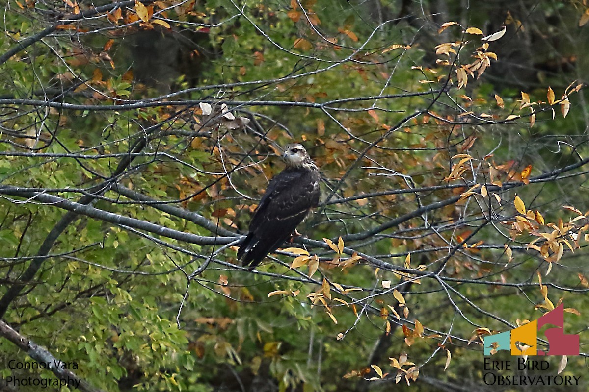 Snail Kite - Connor  Vara