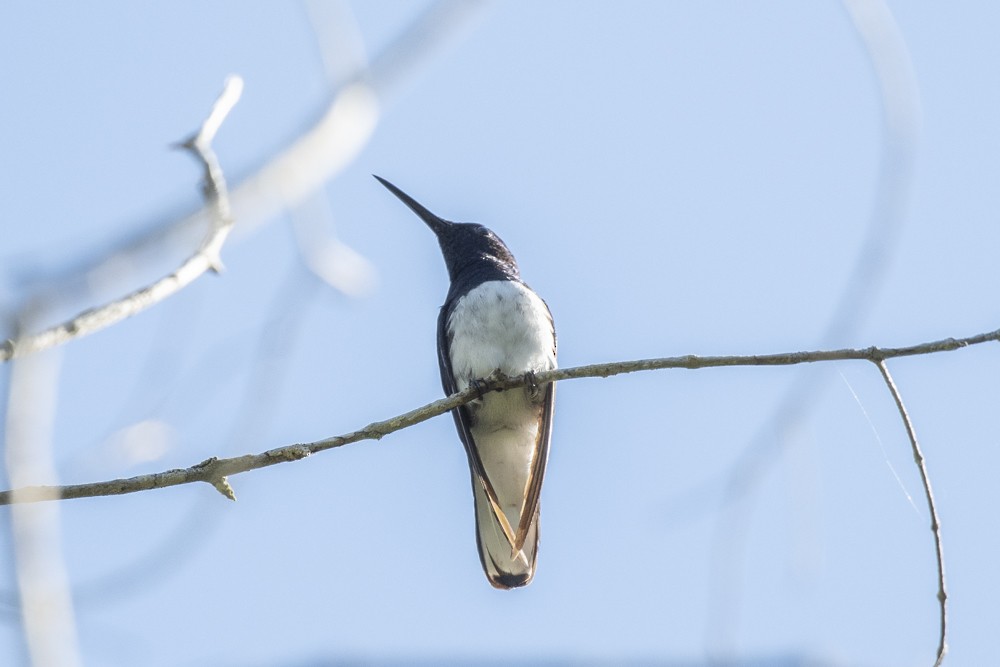 White-necked Jacobin - ML183716791