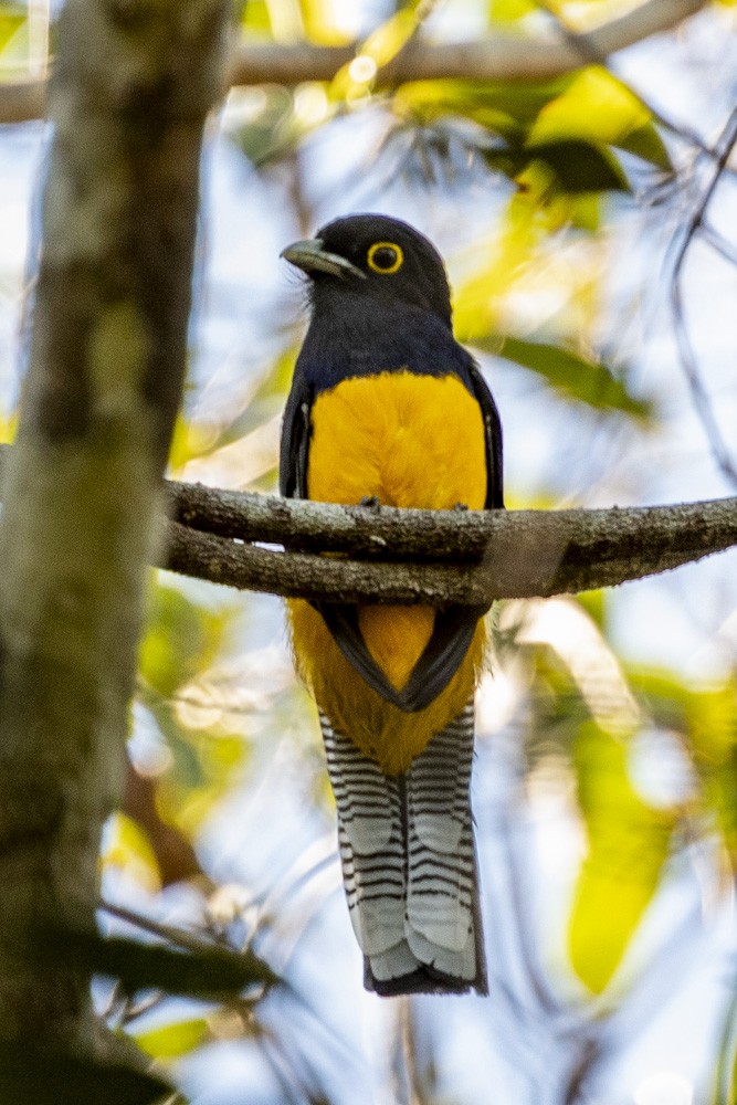 Amazonian Trogon - ML183716851