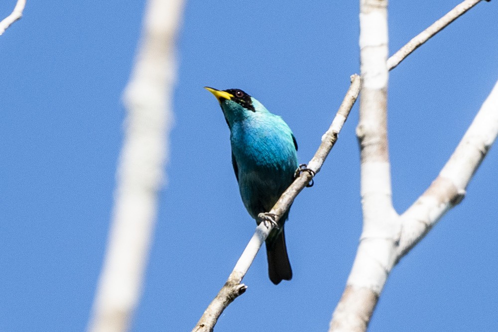 Green Honeycreeper - ML183717191