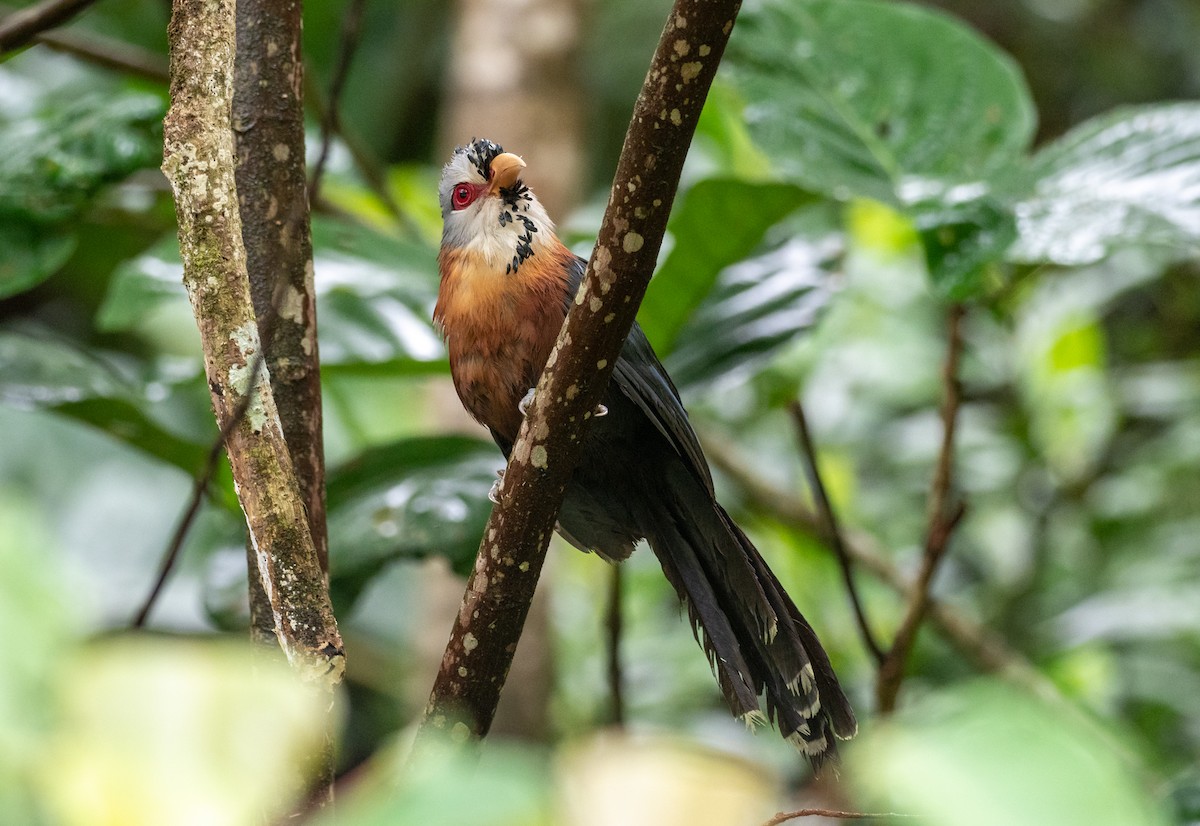 Scale-feathered Malkoha - ML183717201