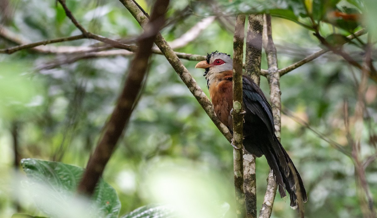 Scale-feathered Malkoha - ML183717211