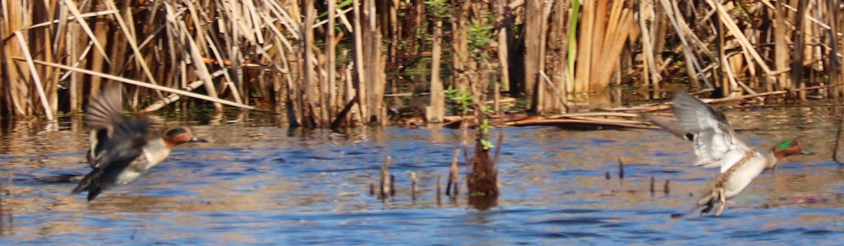 Green-winged Teal - ML183717581