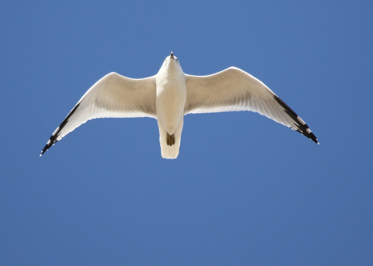 Ring-billed Gull - Louis Hoeniger