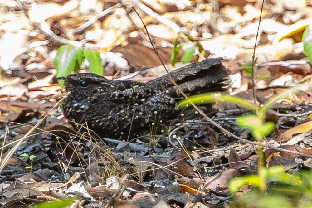 Blackish Nightjar - ML183719001